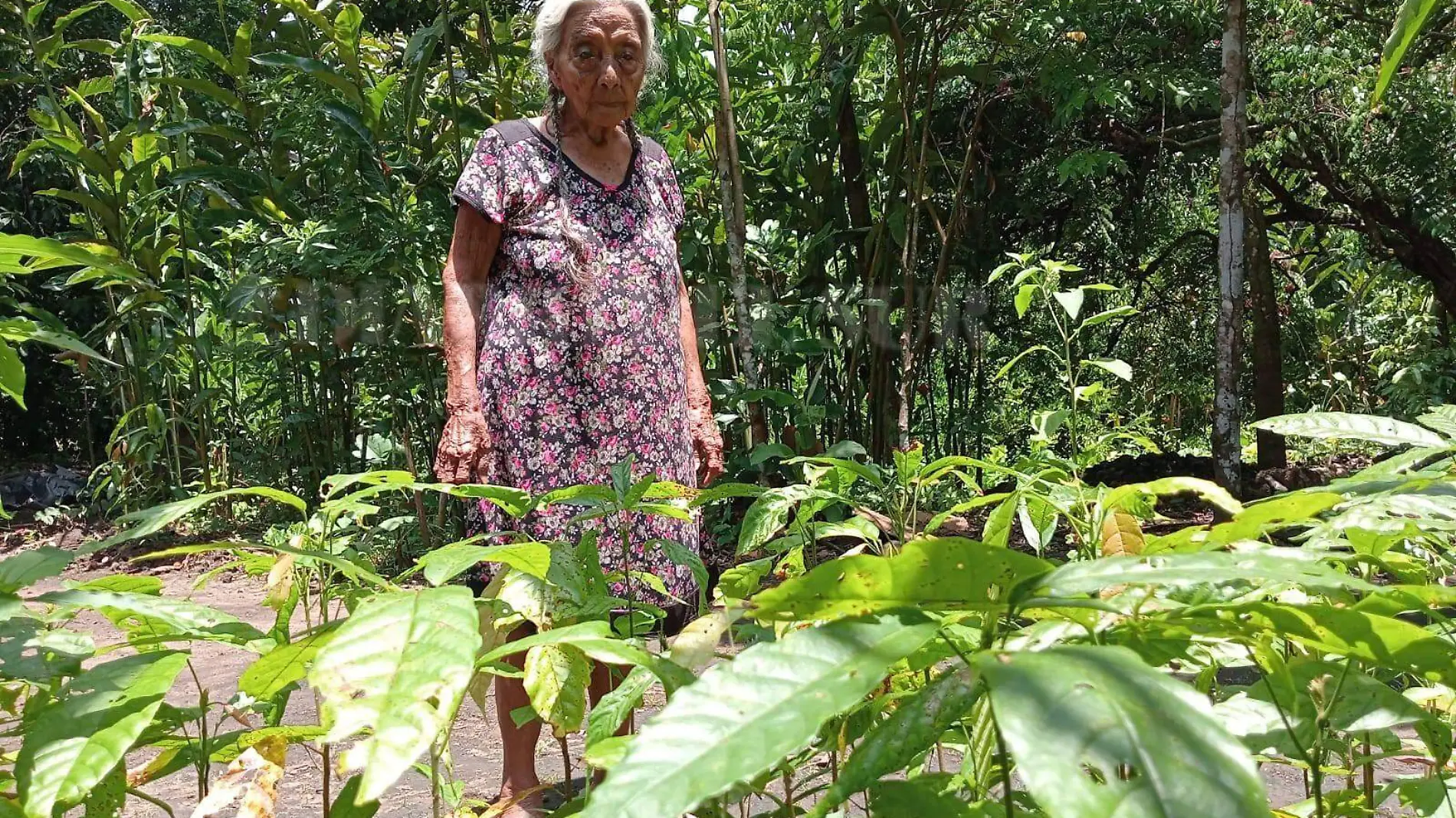 Doña Demetria entre las plantas de cacao